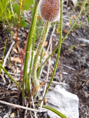 Trachyandra hirsutiflora