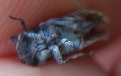 Microcentrus perditus