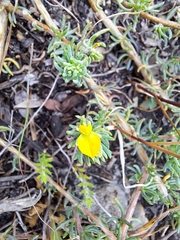 Aspalathus juniperina