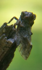 Microcentrus perditus