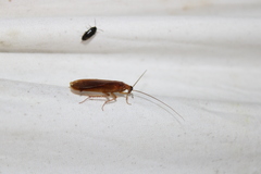Parcoblatta virginica