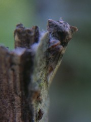 Microcentrus perditus