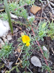 Aspalathus juniperina