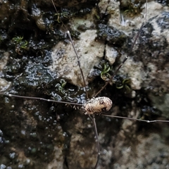 Leiobunum limbatum