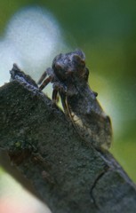 Microcentrus perditus