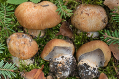 Cortinarius subrubrovelatus