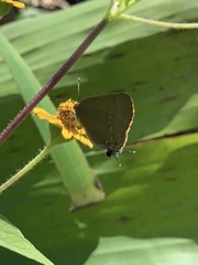 Allosmaitia strophius