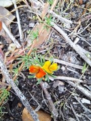 Aspalathus juniperina