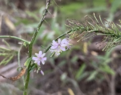 Thelypodium wrightii