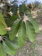 Araliaceae