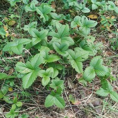 Fragaria vesca