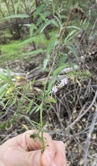 Thelypodium wrightii