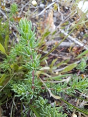 Aspalathus juniperina