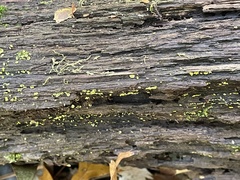Chlorosplenium