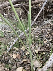 Thelypodium wrightii