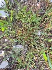 Aspalathus juniperina