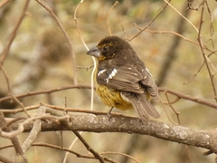 Pheucticus aureoventris