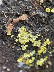 Chlorosplenium