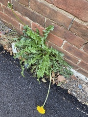 Taraxacum