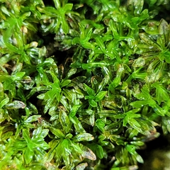 Encalypta streptocarpa