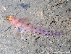 Gobius xanthocephalus