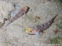 Gobius xanthocephalus