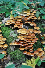 Kuehneromyces