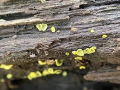 Chlorosplenium
