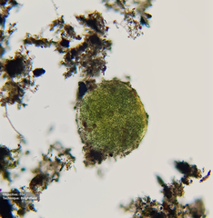 Nostoc