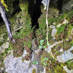 Encalypta streptocarpa