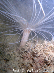 Pachycerianthus solitarius