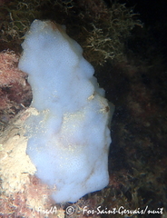 Phallusia mammillata