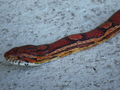 Pantherophis guttatus