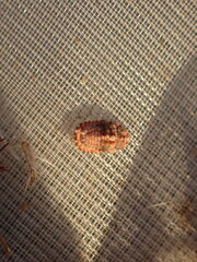 Monophlebidae