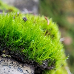 Flexitrichum flexicaule