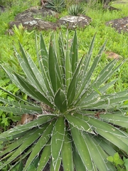 Agave filifera