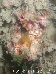 Pyura dura