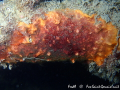 Schizoporella errata