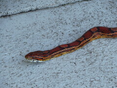 Pantherophis guttatus