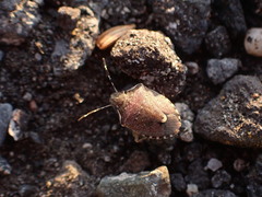 Holcostethus albipes