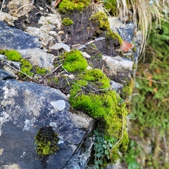 Flexitrichum flexicaule