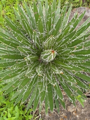 Agave filifera