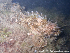 Scorpaena porcus
