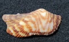 Arca zebra