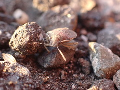 Holcostethus albipes