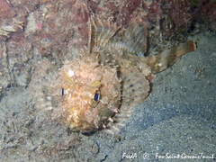 Scorpaena porcus