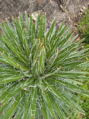 Agave filifera