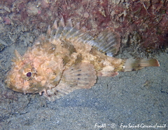 Scorpaena porcus