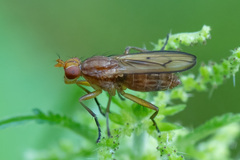 Tetanocera