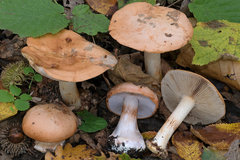 Cortinarius arcuatorum